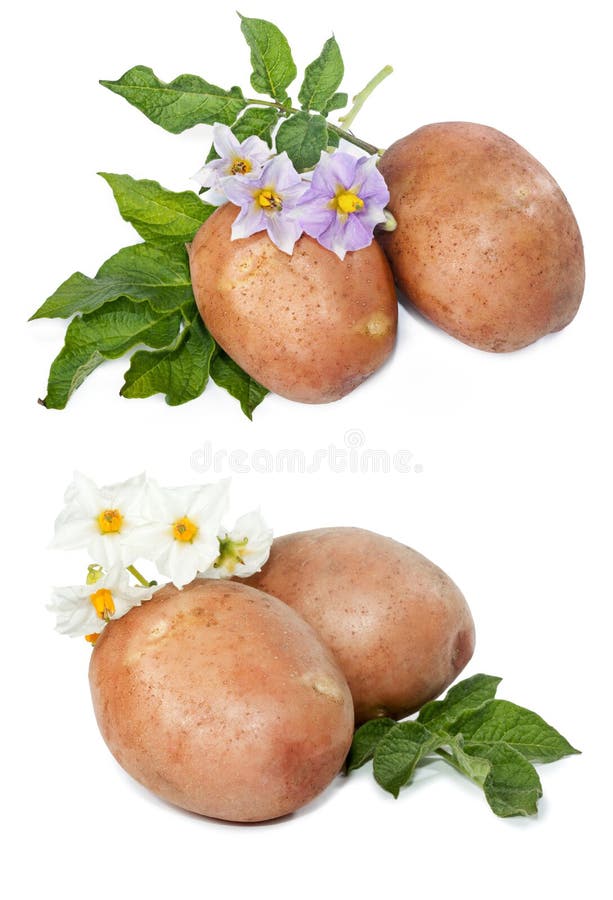 Blossom Of Potato Plant Flowers, White Flower With Green Leaves