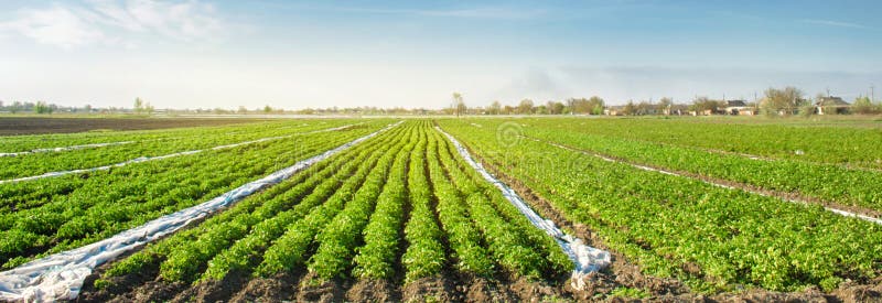 Potatoes plantations grow in the field. Vegetable rows. Farming, agriculture. Landscape with agricultural land. Fresh Organic. Vegetables. Banner. Selective stock images Potatoes plantations grow in the field. Vegetable rows. Farming, agriculture. Landscape with agricultural land. Fresh Organic. Vegetables. Banner. Selective stock images