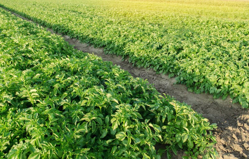 Potatoes plantations grow in the field. Vegetable rows. Farming, agriculture. Landscape with agricultural land. Fresh Organic. Vegetables. Crops stock photo Potatoes plantations grow in the field. Vegetable rows. Farming, agriculture. Landscape with agricultural land. Fresh Organic. Vegetables. Crops stock photo