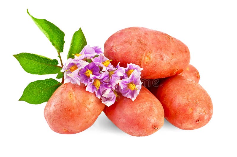 Potatoes red with a flower stock photo. Image of ingredient 21347776