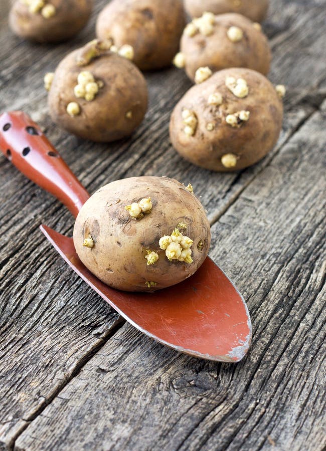 Potatoes with sprouts stock images Potatoes with sprouts stock images