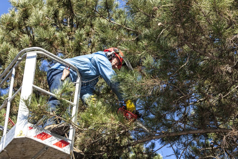 Potatura dell'albero dall'uomo con una motosega, stante su una piattaforma meccanica, su elevata altitudine fra i rami dei pini a