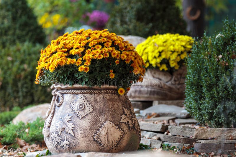 Crysanthemnum flower pot. Fall garden decor plant at house porch or patio. Stone container with orange bouquet. Elegant bush for outdoor landscape arrangement. Crysanthemnum flower pot. Fall garden decor plant at house porch or patio. Stone container with orange bouquet. Elegant bush for outdoor landscape arrangement