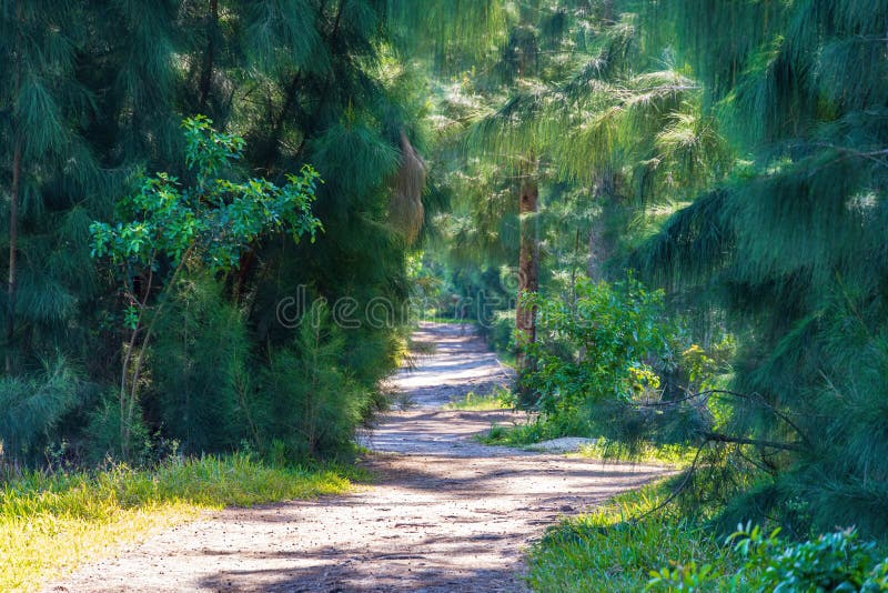 Potecă de pământ prin parcul lacurilor de lupi, cu brad de pin australian, Casuarina equisetifolia davie florida, Statele Unite al stock photo