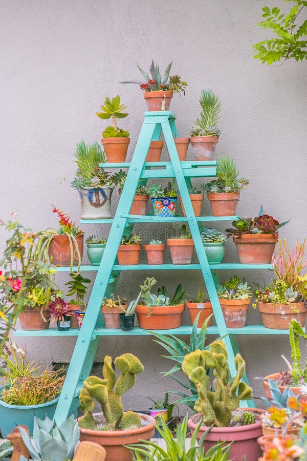 Desert garden succulents in a planter pots on a ladder. Desert garden succulents in a planter pots on a ladder