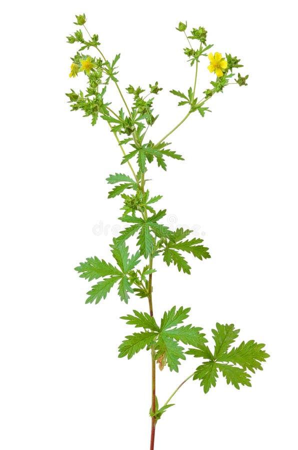 Potentilla erecta flower