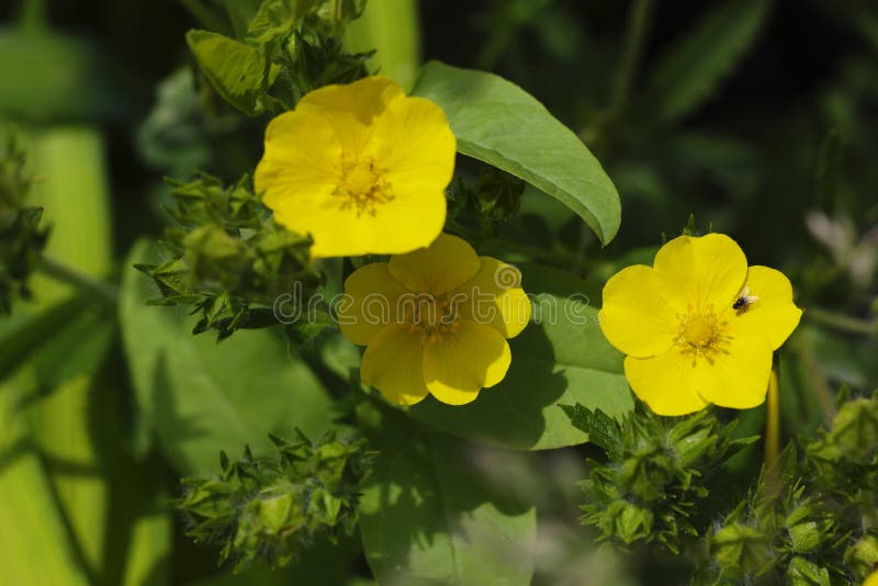 Potentilla yellow blooms, kuril tea, closeup