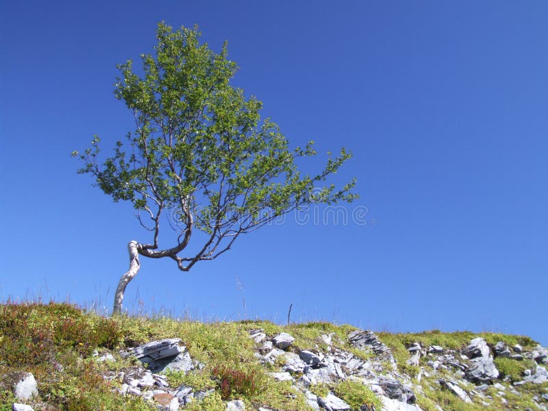 Potenza della natura - resistenza fotografia stock libera da diritti Potenza della natura - resistenza fotografia stock libera da diritti