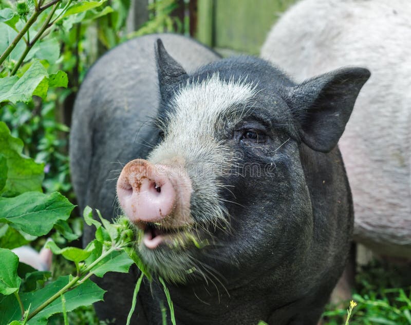 Potenziometer aufgeblähtes Schwein stockbild Potenziometer aufgeblähtes Schwein stockbild