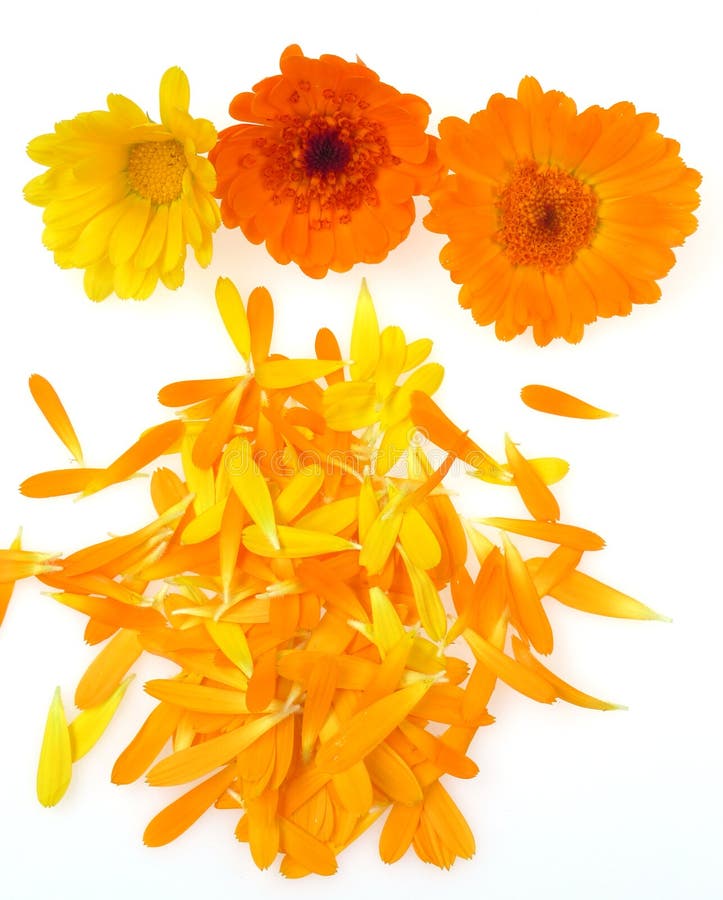 Topf-Ringelblume stockfotografie