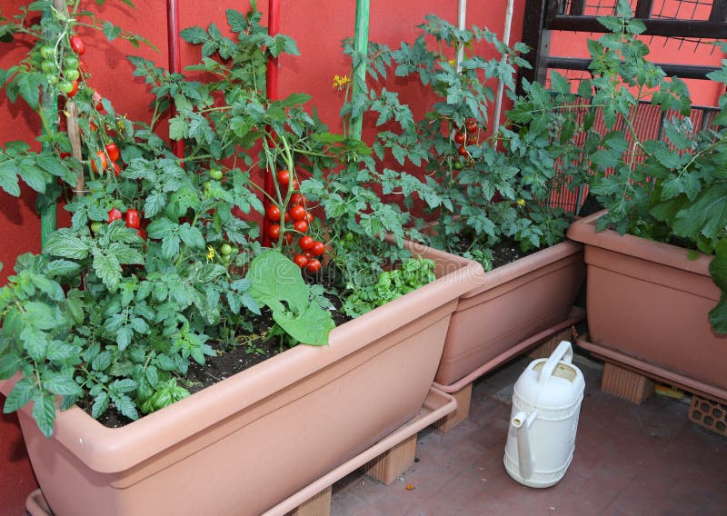 Potes con plantas de tomate y una regadera amarilla en la terraza imagen de archivo libre de regalías Potes con plantas de tomate y una regadera amarilla en la terraza imagen de archivo libre de regalías