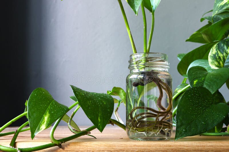Pothos epipremnum aureum cuttings propagation. In a jar against background plant leaves stock photos