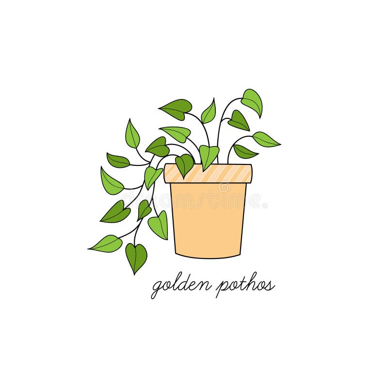 Featured image of post Pothos Plant Drawing Its leaves are bright and waxy with a noteworthy pointed heart shape and are often green or variegated in white yellow or pale green