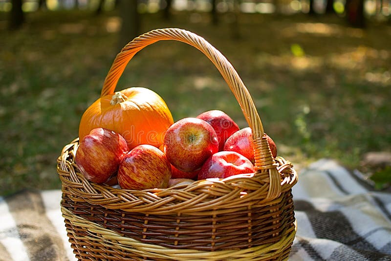 Potiron de récolte d'automne, pommes mûres rouges dans un panier en osier le panier se tient sur un plaid de plaid, le fond est b images stock Potiron de récolte d'automne, pommes mûres rouges dans un panier en osier le panier se tient sur un plaid de plaid, le fond est b images stock