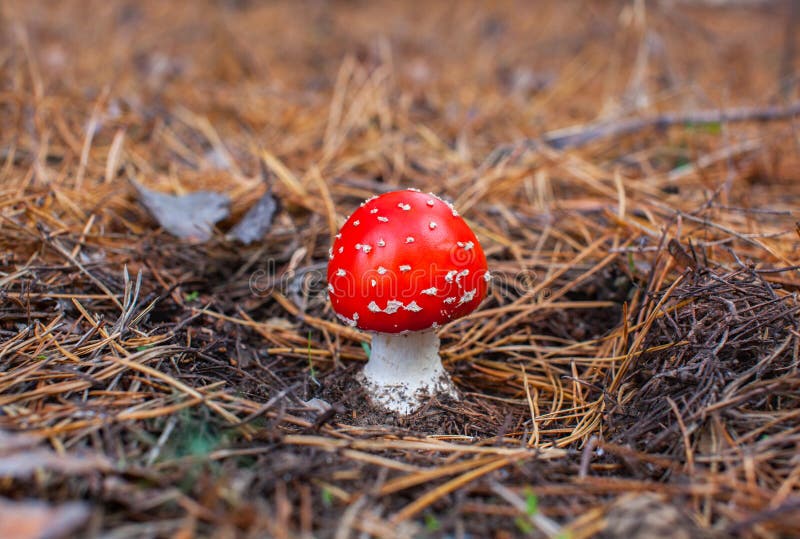 Potomstwa, mali, z czerwonym kapeluszowym jadowitym pieczarkowym lasowym amanita dorośnięciem w świerkowym lesie zdjęcie royalty free