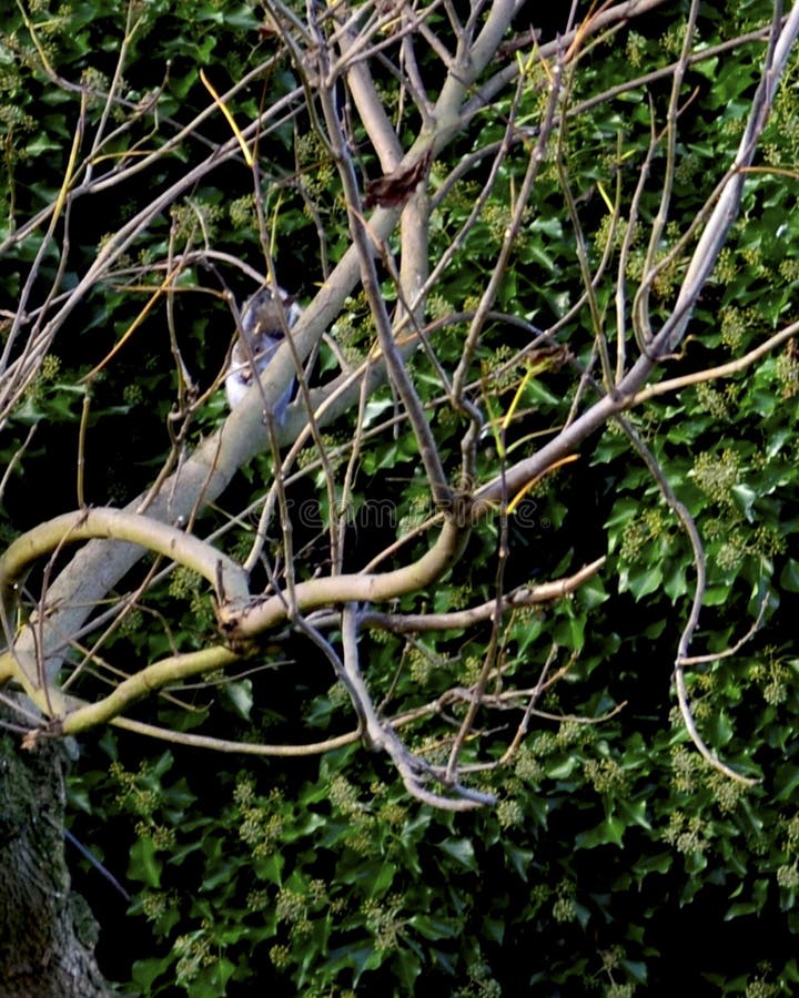 Potomstwa siwieją squirrell w nagich gałąź zdjęcia royalty free