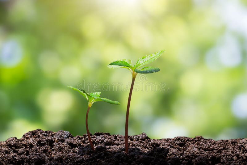 Potomstwo zieleni flance z wody kroplą narastającą up od ziemi na zamazanym zielonym bokeh z miękkim światła słonecznego tłem zdjęcia stock Potomstwo zieleni flance z wody kroplą narastającą up od ziemi na zamazanym zielonym bokeh z miękkim światła słonecznego tłem zdjęcia stock