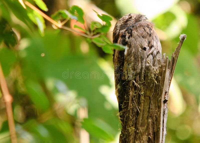 Potoo camouflaged during the day