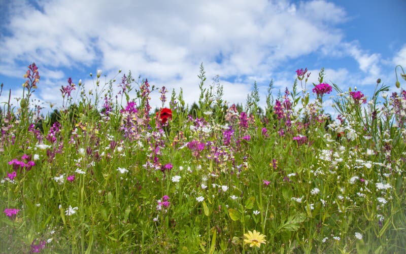 Potpourri wildflower meadow