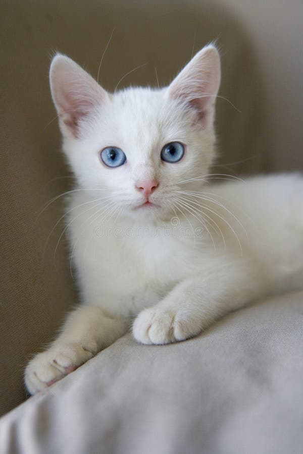 Cute White Kitten with Blue Eyes Stock Photo - Image of background