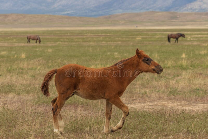Potro joven lindo del caballo salvaje imagen de archivo Potro joven lindo del caballo salvaje imagen de archivo
