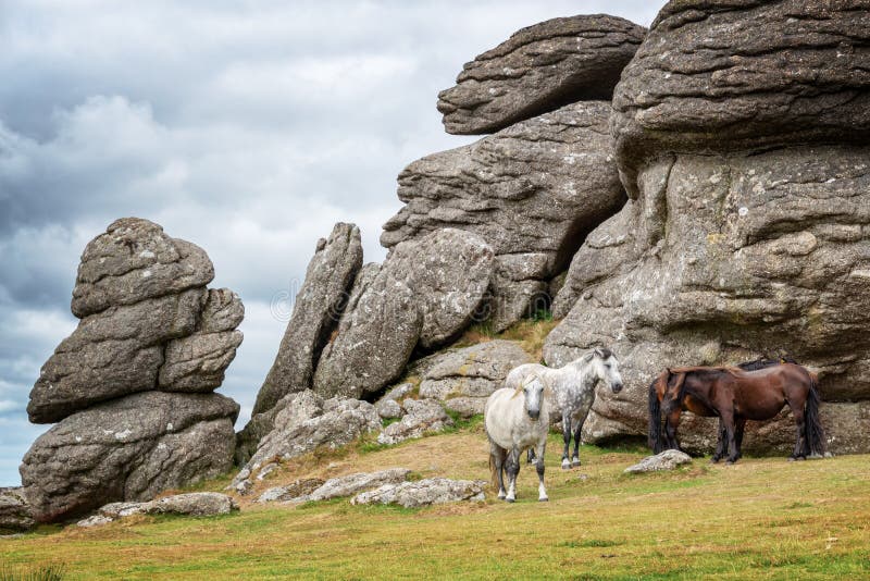 Potros de Dartmoor cerca del Tor de la silla de montar, Dartmoor, Devon Reino Unido foto de archivo libre de regalías Potros de Dartmoor cerca del Tor de la silla de montar, Dartmoor, Devon Reino Unido foto de archivo libre de regalías