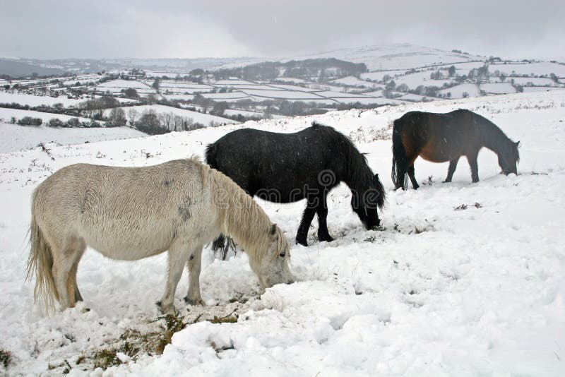 Potros salvajes de Dartmoor en la nieve imágenes de archivo libres de regalías Potros salvajes de Dartmoor en la nieve imágenes de archivo libres de regalías