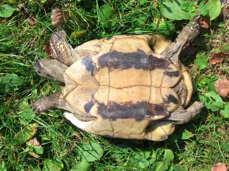 Turtle turned upside-down over grass. Turtle turned upside-down over grass