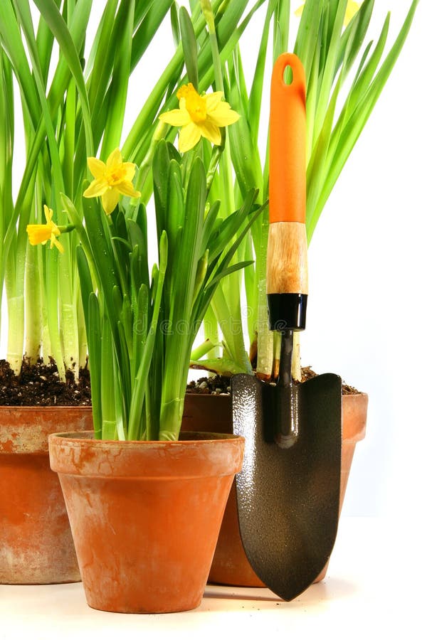 Pots of daffodils with garden