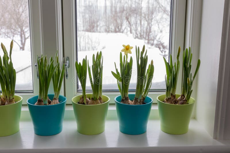 Pots De Fleurs Colorés De Jonquilles Naines, Narcisse, Dans Un Courrier De  Fenêtre Avec L'extérieur De Neige Ressort Image stock - Image du neige,  fleurs: 140897077