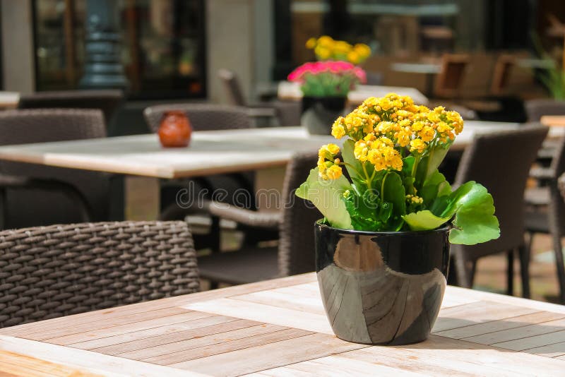 Pots with decorative flowers on the tables of outdoor cafe