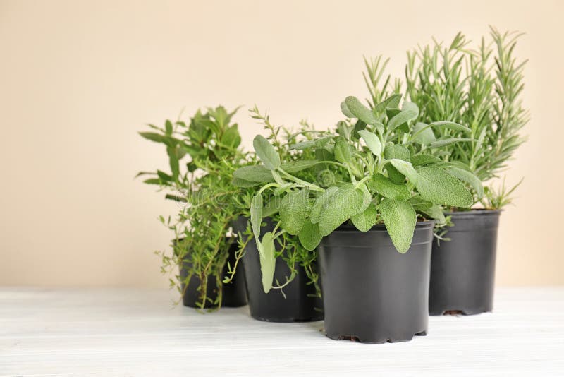 Pots with Fresh Aromatic Herbs on Table Against Light Background Stock Image Image of plant