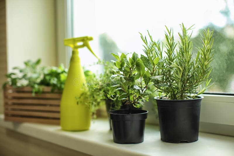 Pots with Fresh Aromatic Herbs on Windowsill Stock Image Image of growing, healthy 151253193