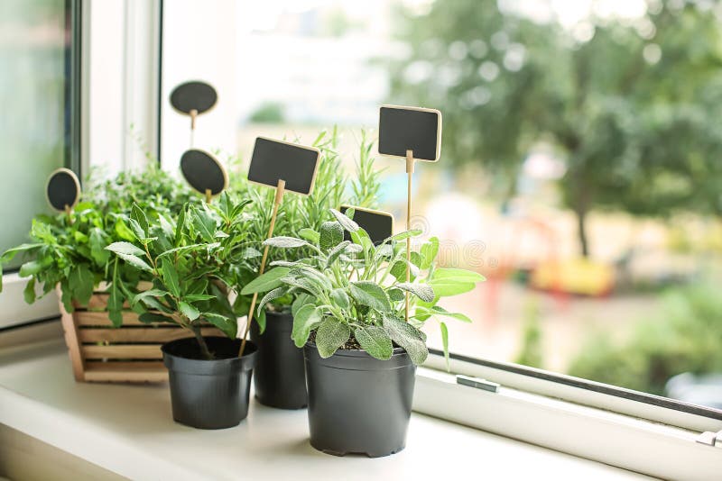 Pots with Fresh Aromatic Herbs on Windowsill Stock Image Image of indoors, herb 151253963
