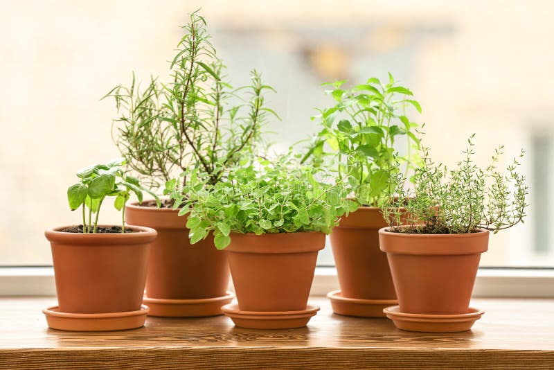 Pots with Fresh Aromatic Herbs on Wooden Windowsill Stock Image Image of green, seasoning