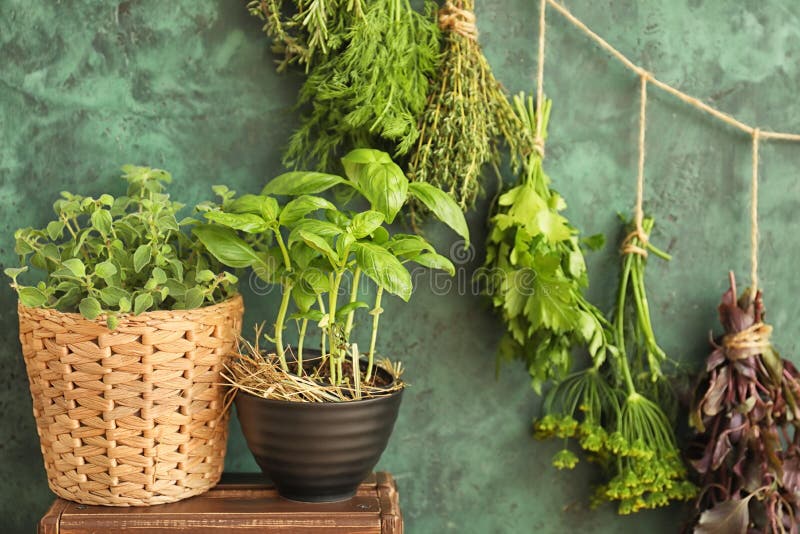 148 Pots Hanging Herbs Stock Photos Free & RoyaltyFree Stock Photos from Dreamstime