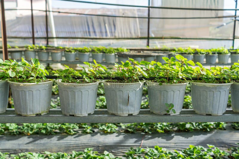 Rows of strawberry plant growing inside greenhouse farm plantation