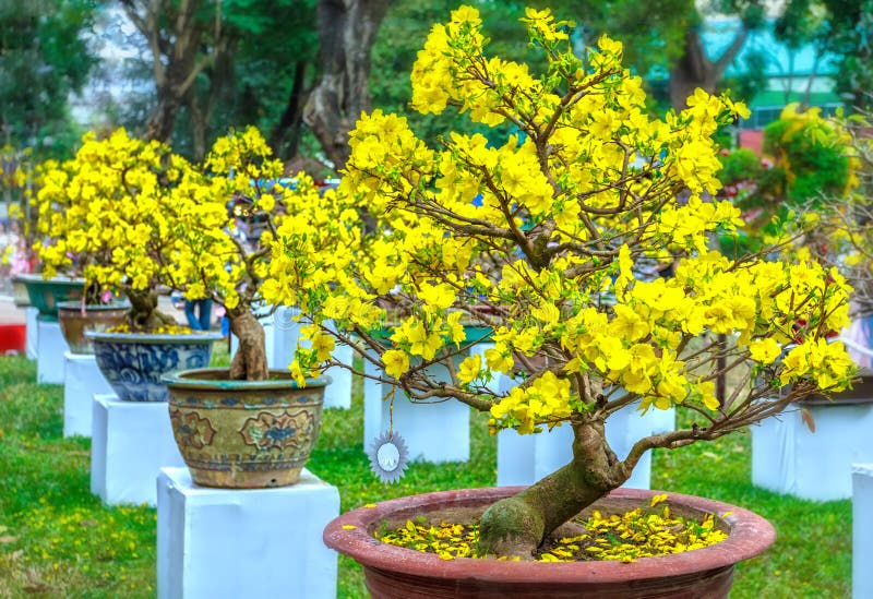 Pots yellow apricot flowering bonsai in spring Vietnam. With modern tree is reaching its certainly bloom bright yellow. This is the symbolic flower for Tet in royalty free stock image