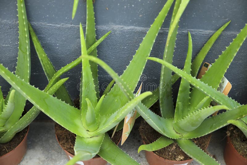 Aloe Vera plants in the garden royalty free stock photography