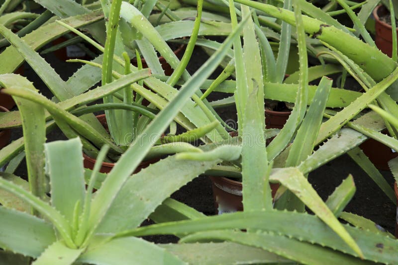 Aloe Vera plants in the garden royalty free stock photo