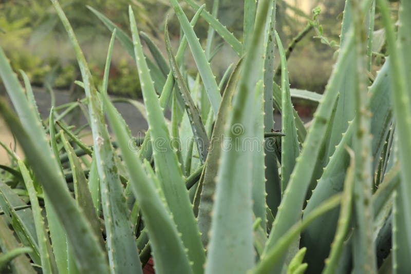 Aloe Vera plants in the garden stock images