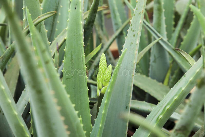Aloe Vera plants in the garden stock image