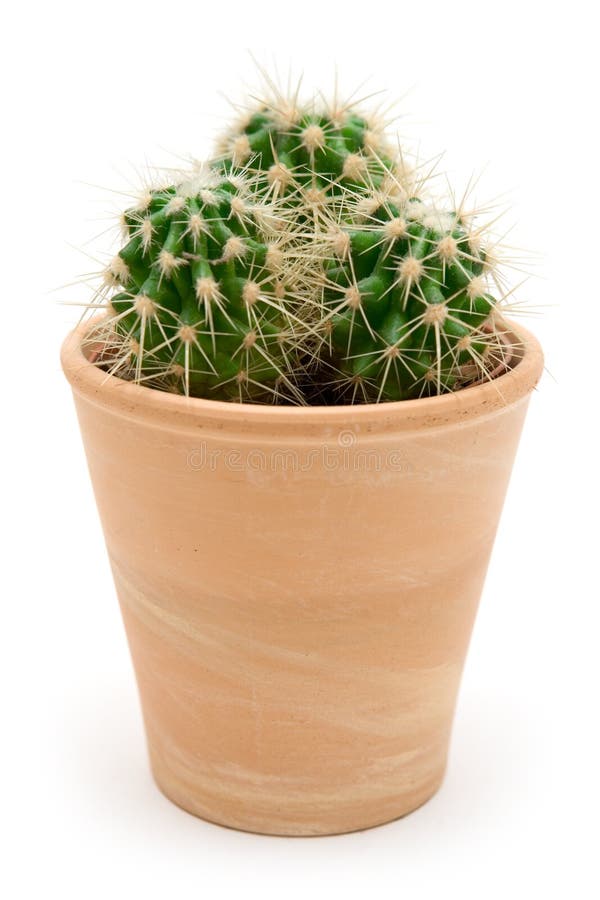 Potted Cactus