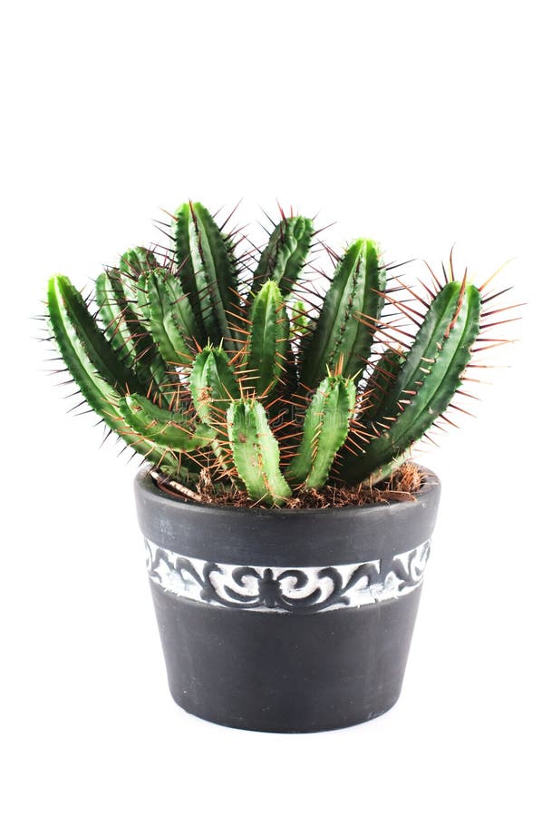 Potted cactus stock image. Image of indoor, enopla, cactus 59339979