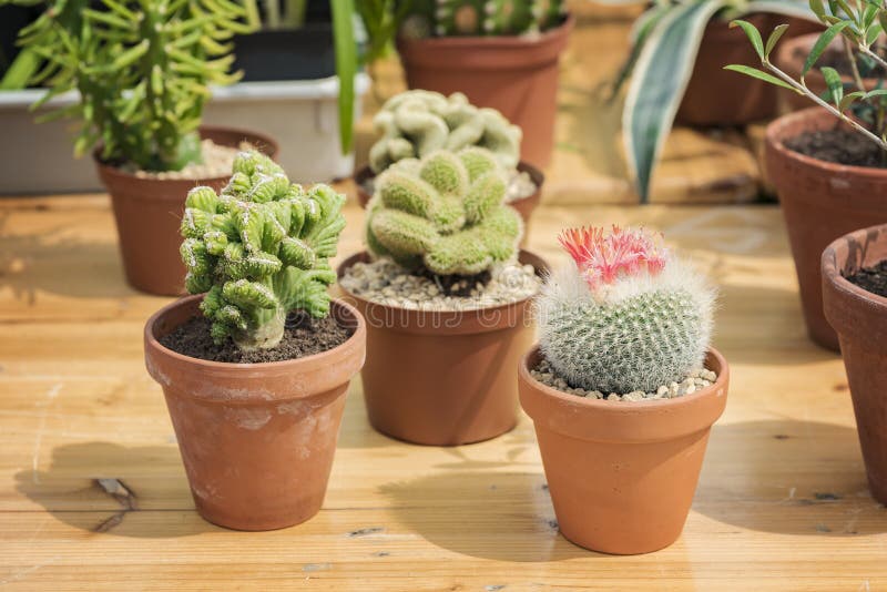 Potted cactus plants stock photo. Image of cactus, grow 97902670
