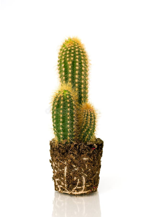 Potted cactus without pot