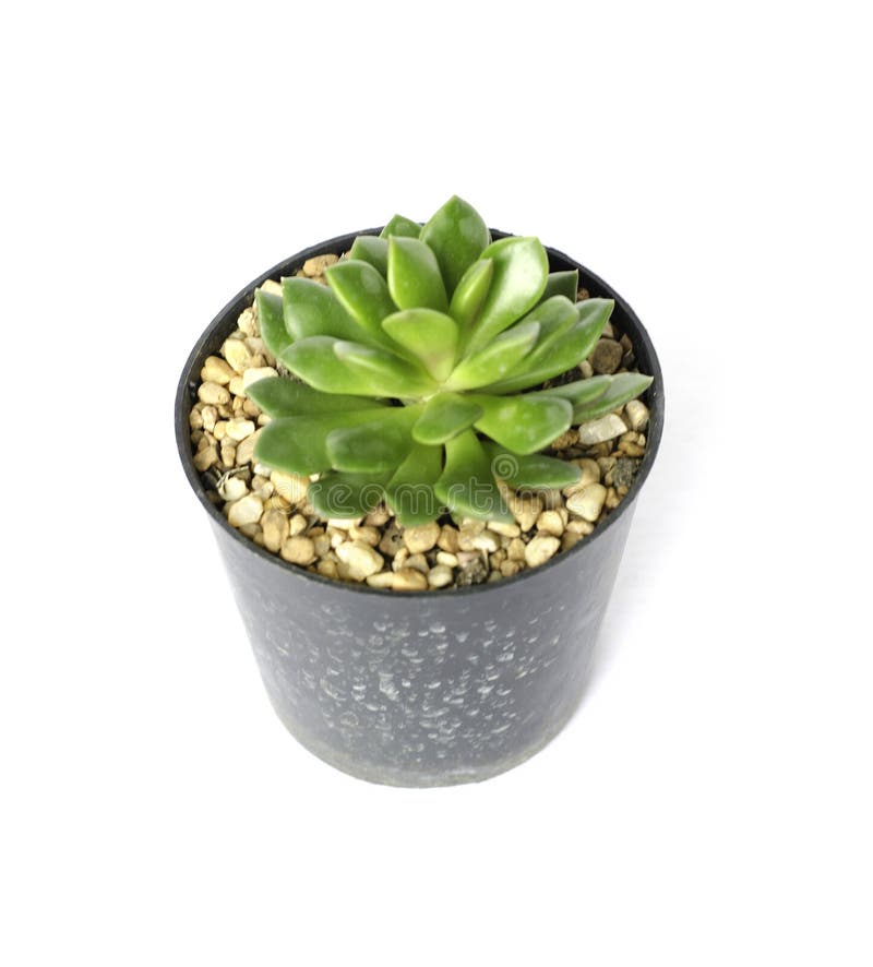 Potted cactus on white