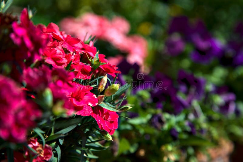 Potted Carnations in Bloom Seen Up Close Stock Photo Image of