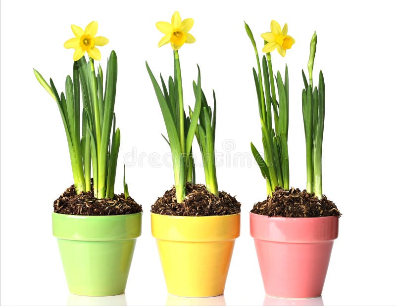810 Potted Daffodils Stock Photos - Free & Royalty-Free Stock Photos from  Dreamstime