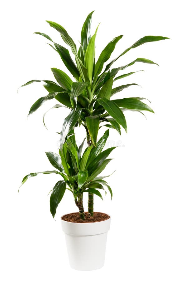 Potted Dracaena janet craig, Dragon plant or Water Stick Plant